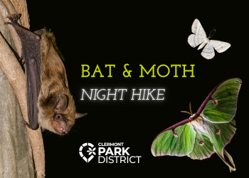batmoth